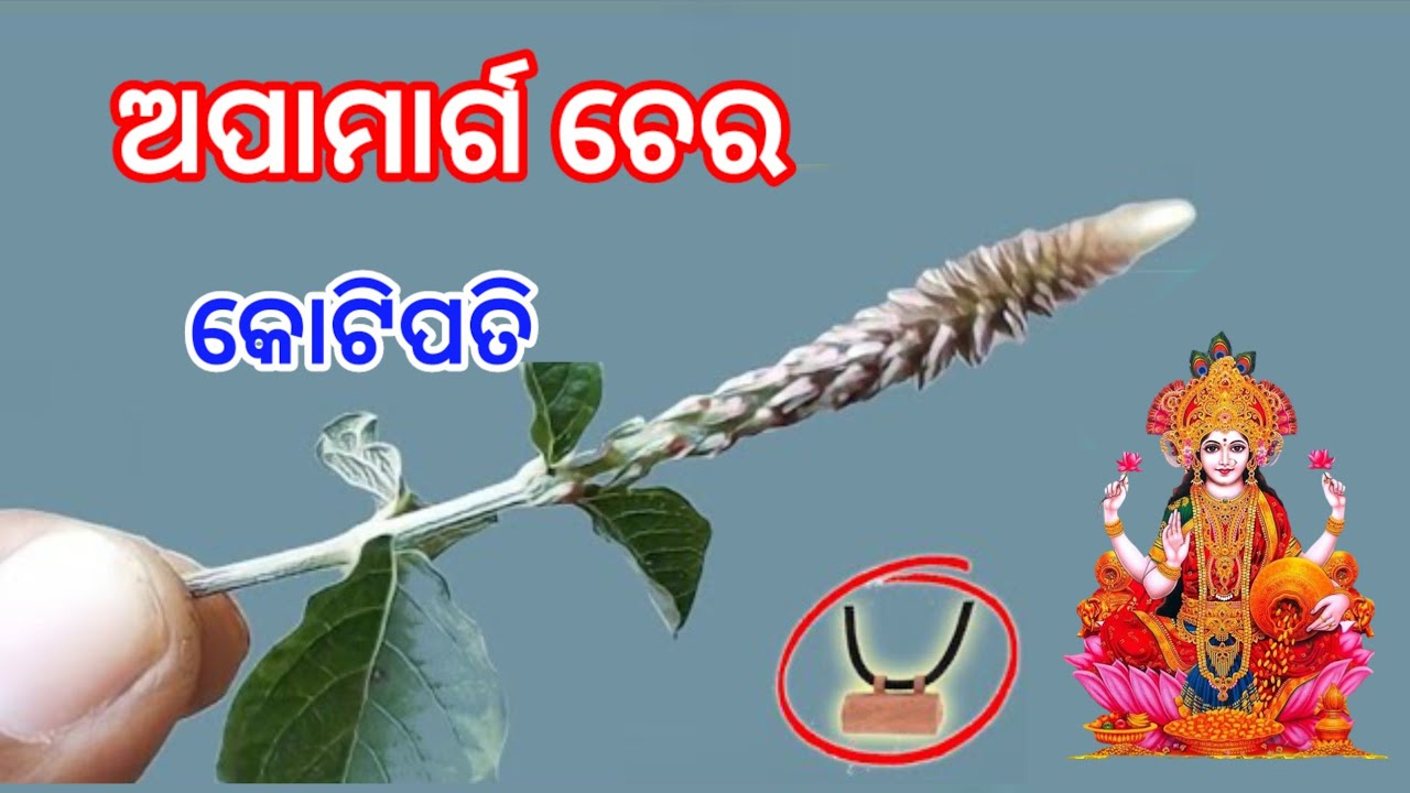ଘରକୁ ନେଇ ଆସନ୍ତୁ ଏହି ଗଛର ଚେର/୧ ମାସରେ କୋଟିପତି