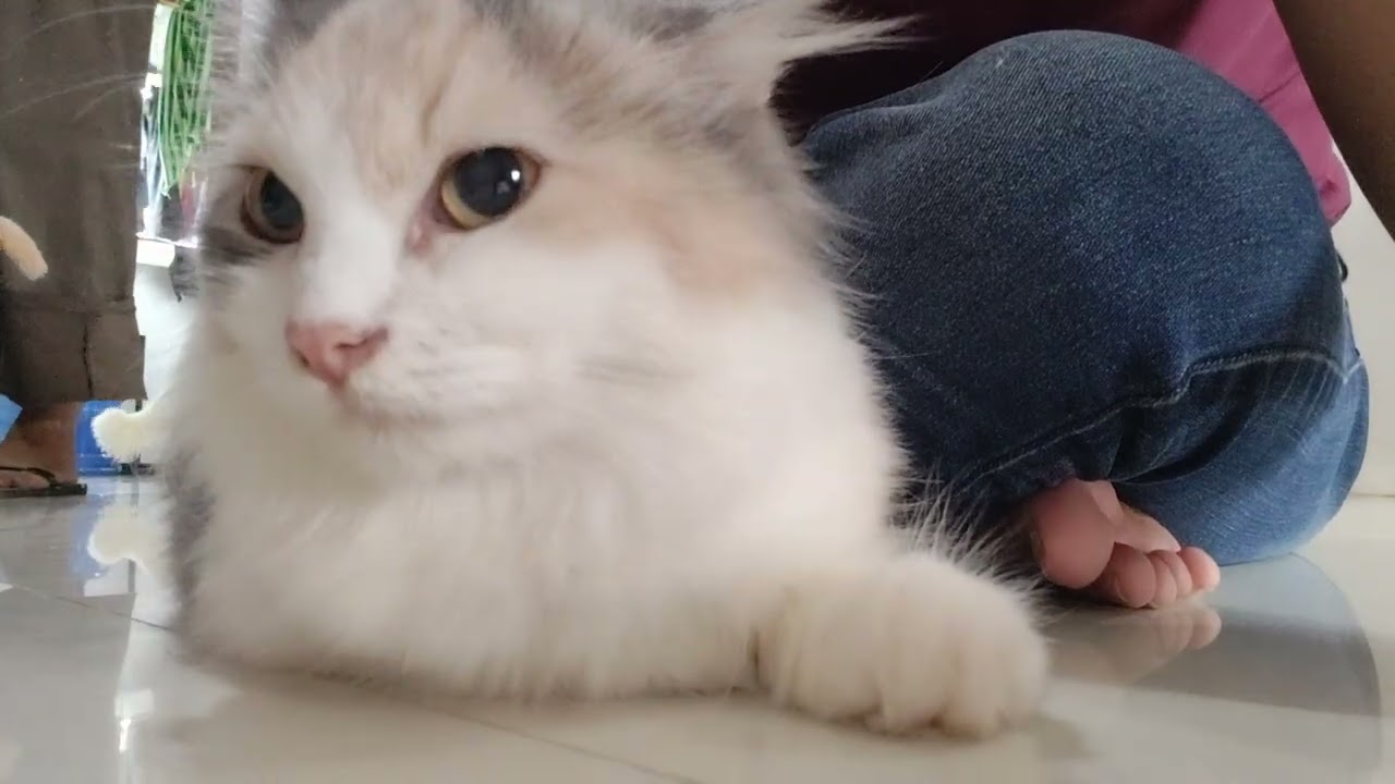 My Bob and Sasha ♥️😺- Beautiful kitten 