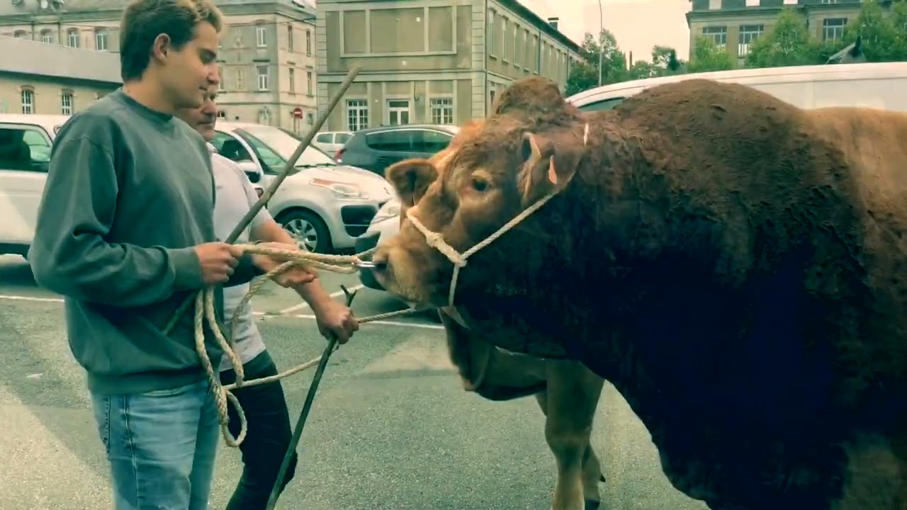 La fameuse cavalcade - d&eacute;fil&eacute; au b&oelig;uf gras / Rencontres de Chaminadour 2020