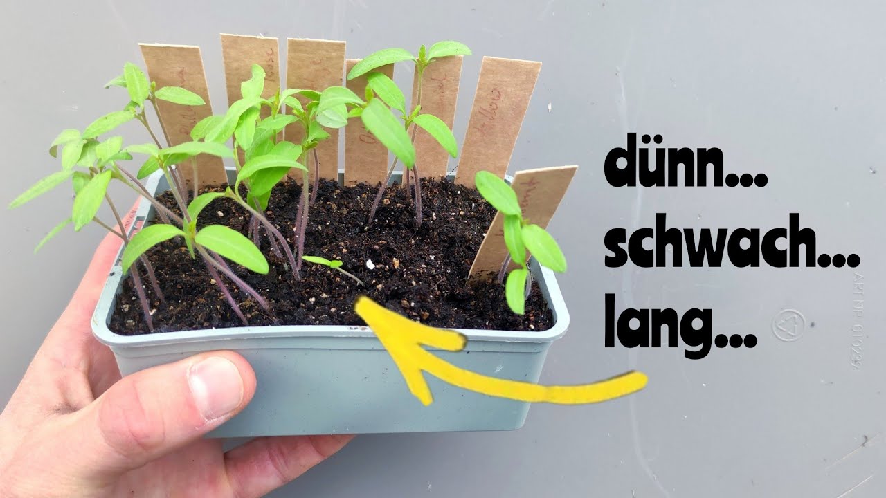 wie man vergeilte Keimlinge rettet und in kr&auml;ftige Jungpflanzen verwandelt!