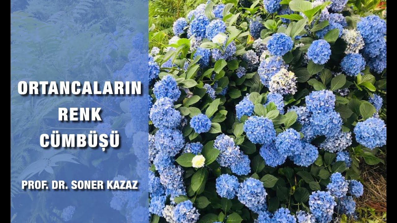 Muhteşem Ortancalar.  Hortensia, Hydrangea. Riot of Color Hydrangeas.