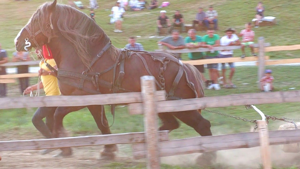 Cai de tracțiune proba de simplu Barcani - Covasna 24 August 2024 ultima parte