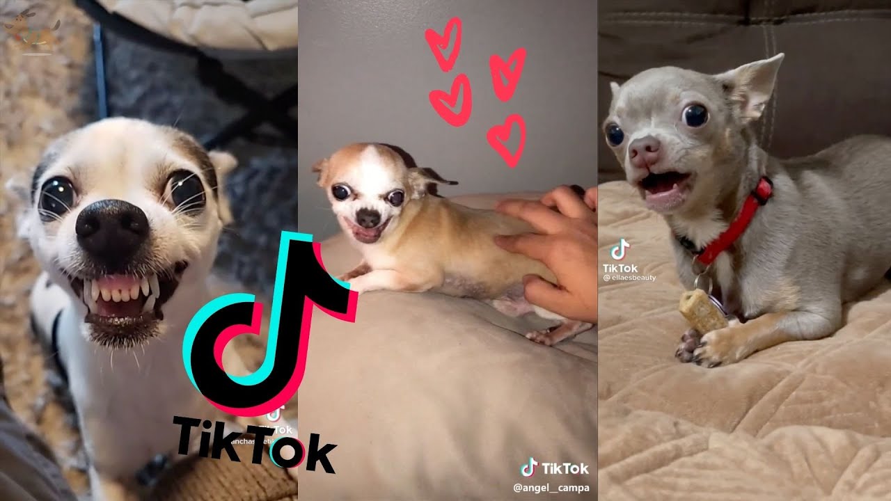 Super Crazy, Bitchy and Cute Chihuahuas [TikTok Compilation] ~ Dogs of TikTok 2021 🐕