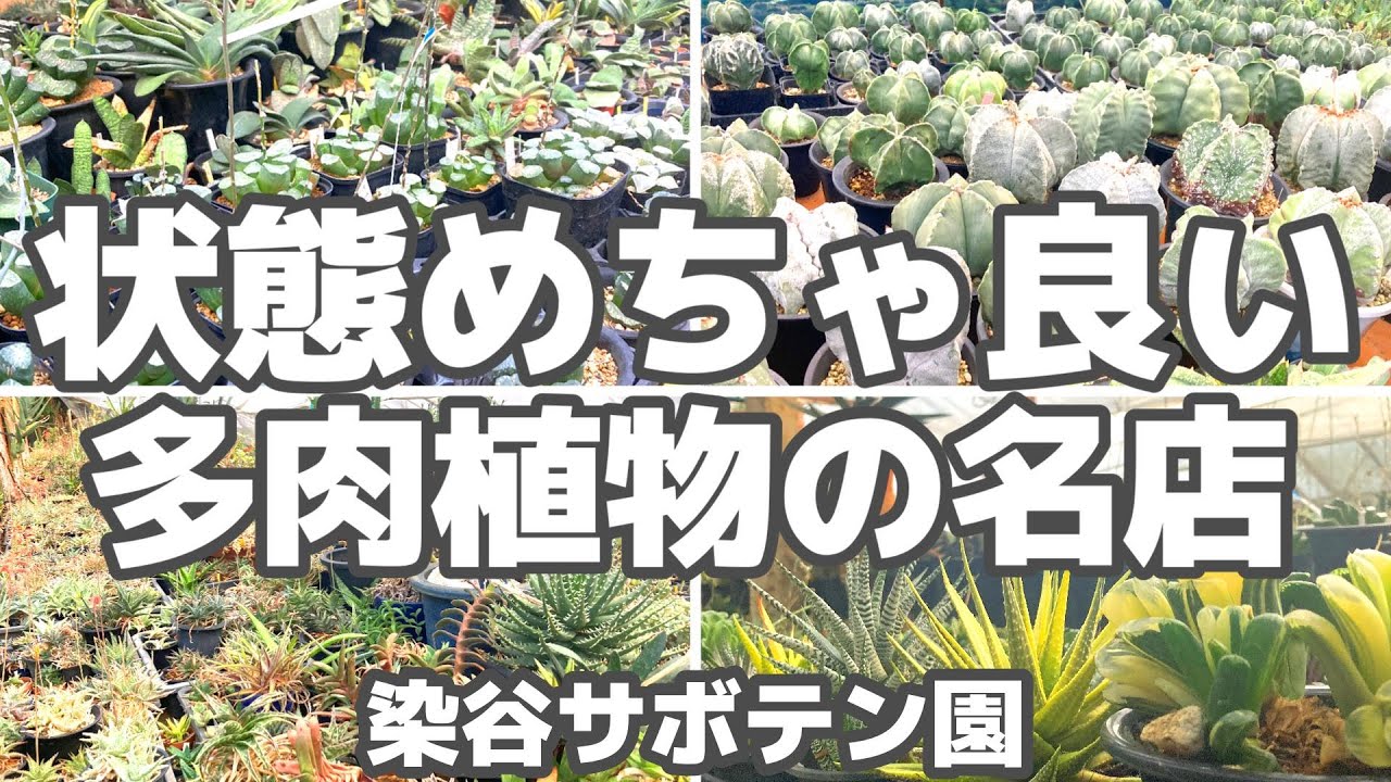 【多肉植物】お気に入り確定！植物の状態が良い知る人ぞ知る名店【染谷サボテン園】