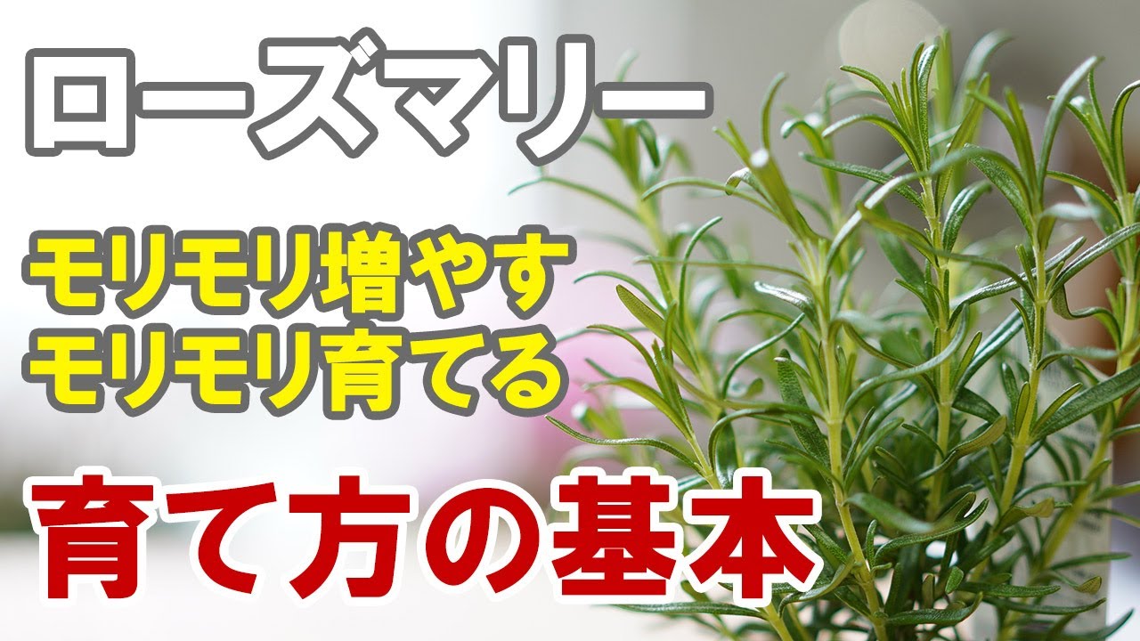 ローズマリーの育て方 無農薬で育てよう！キッチンで育てると枯れるよ！