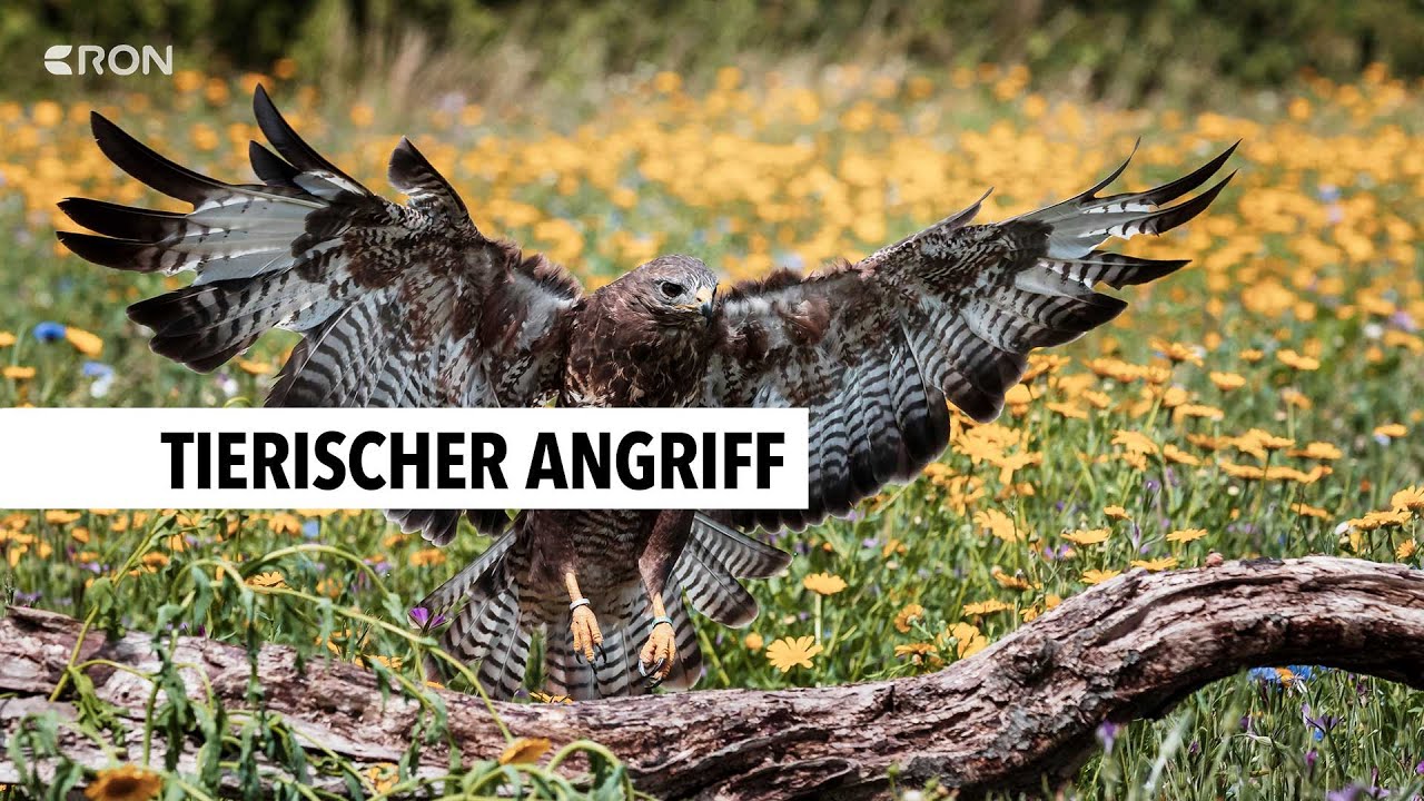 Mäusebussard attackiert Waldbesucher | RON TV