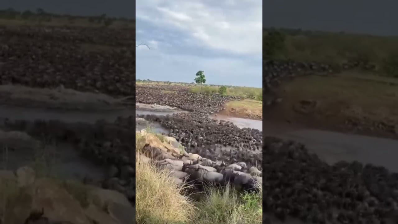 #wildlife