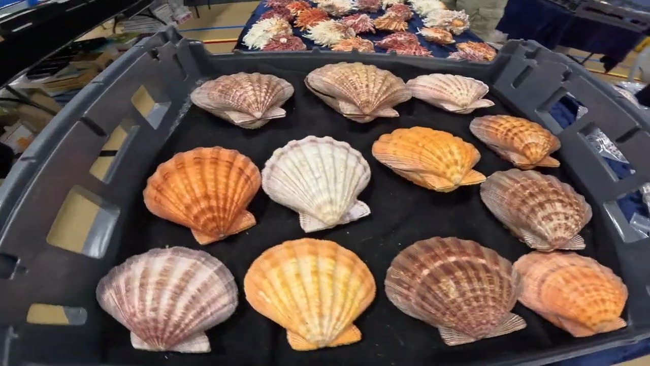 2026 Space Coast Seashell Festival 02