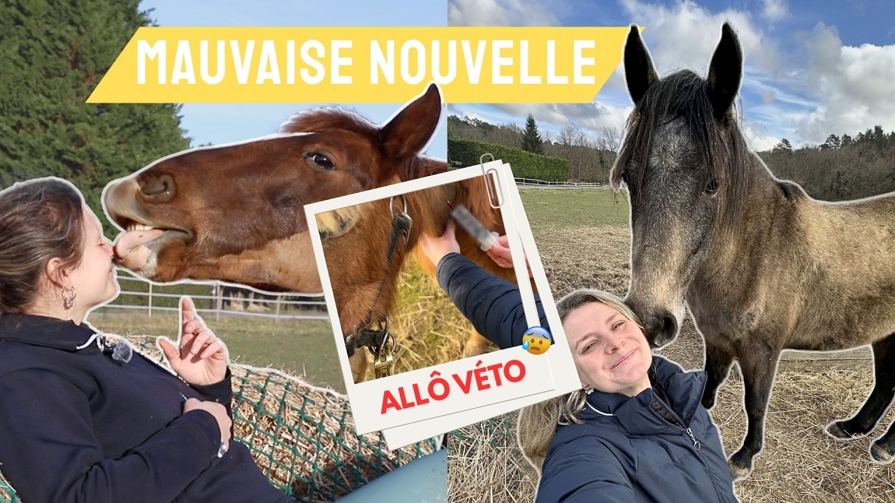 SANGOKU EST MALADE 🤒 une journée émotionnellement difficile avec mes chevaux