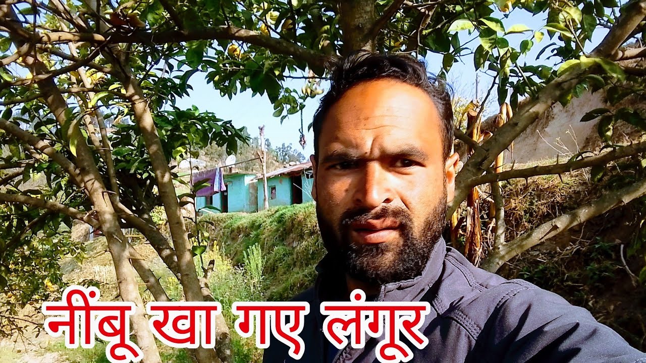 लंगूर खा जारे सारे नीबु खेतों से बड़ा मुस्किल😅 pahadi लाइफ#rajuvlogs 04