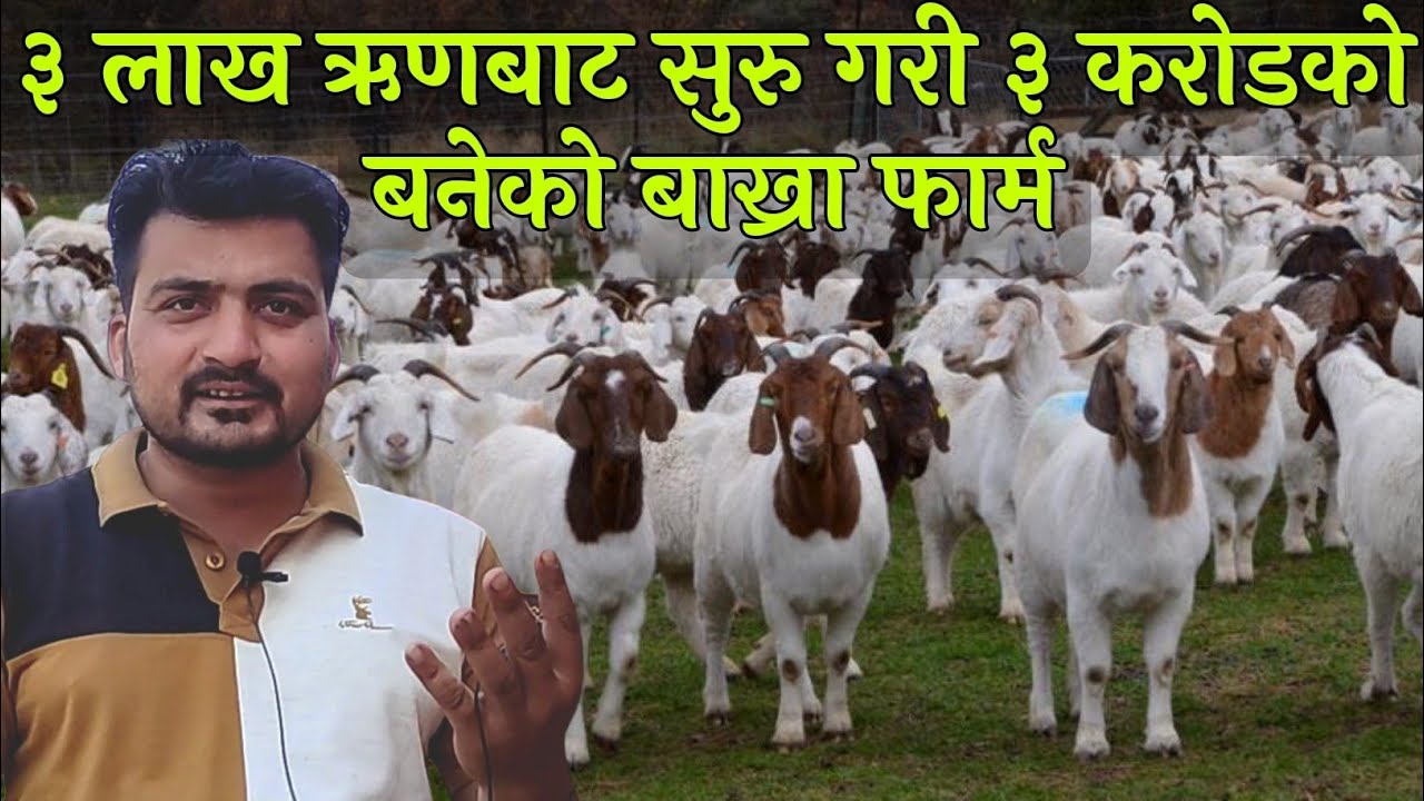 Goat Farming in Nepal /Bakhra Palan Nepal बाख्रा पालन