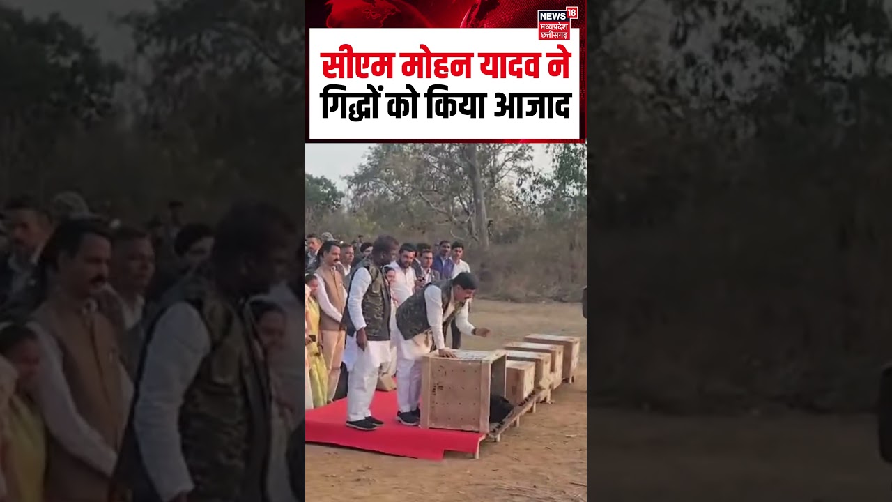 CM Mohan Yadav freed vultures Viral Video : सीएम मोहन यादव ने गिद्धों को किया आजाद | MP News | N18S