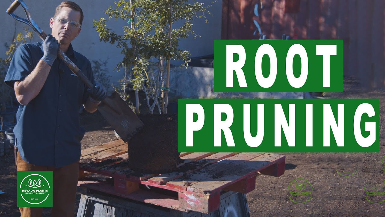 Root Pruning New Trees