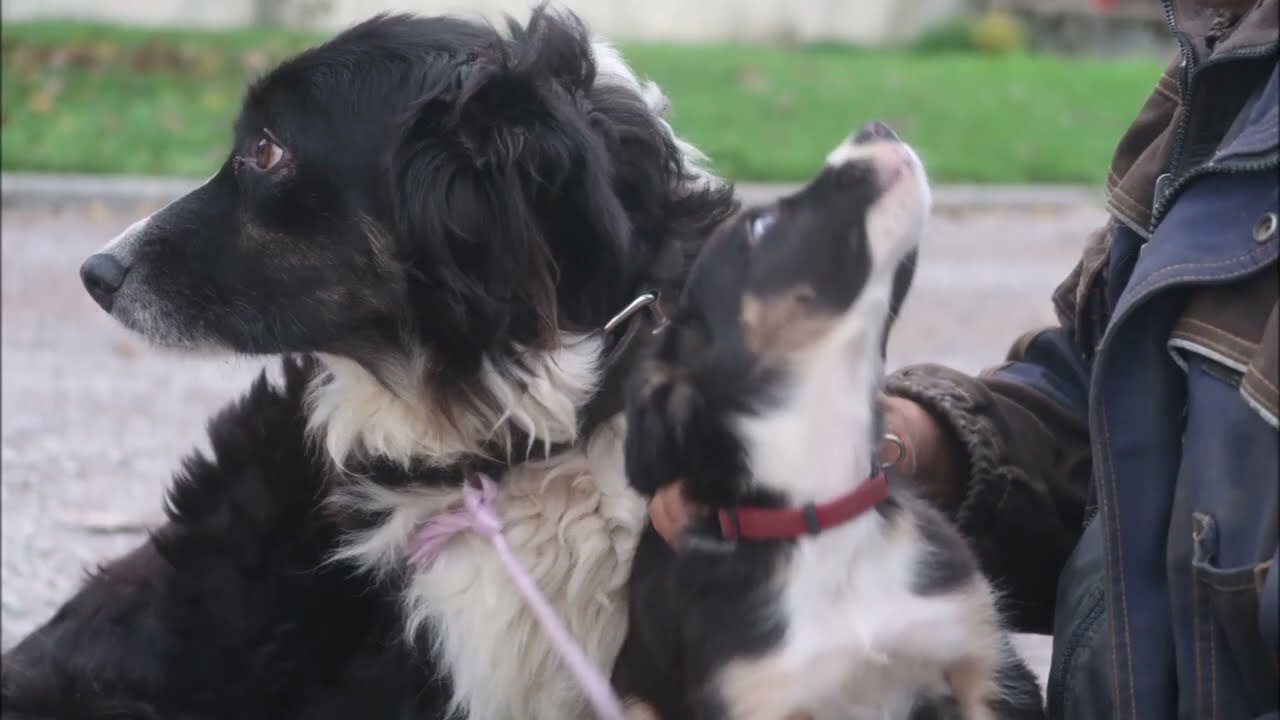 Evolution des chiots de 0 à 2 mois
