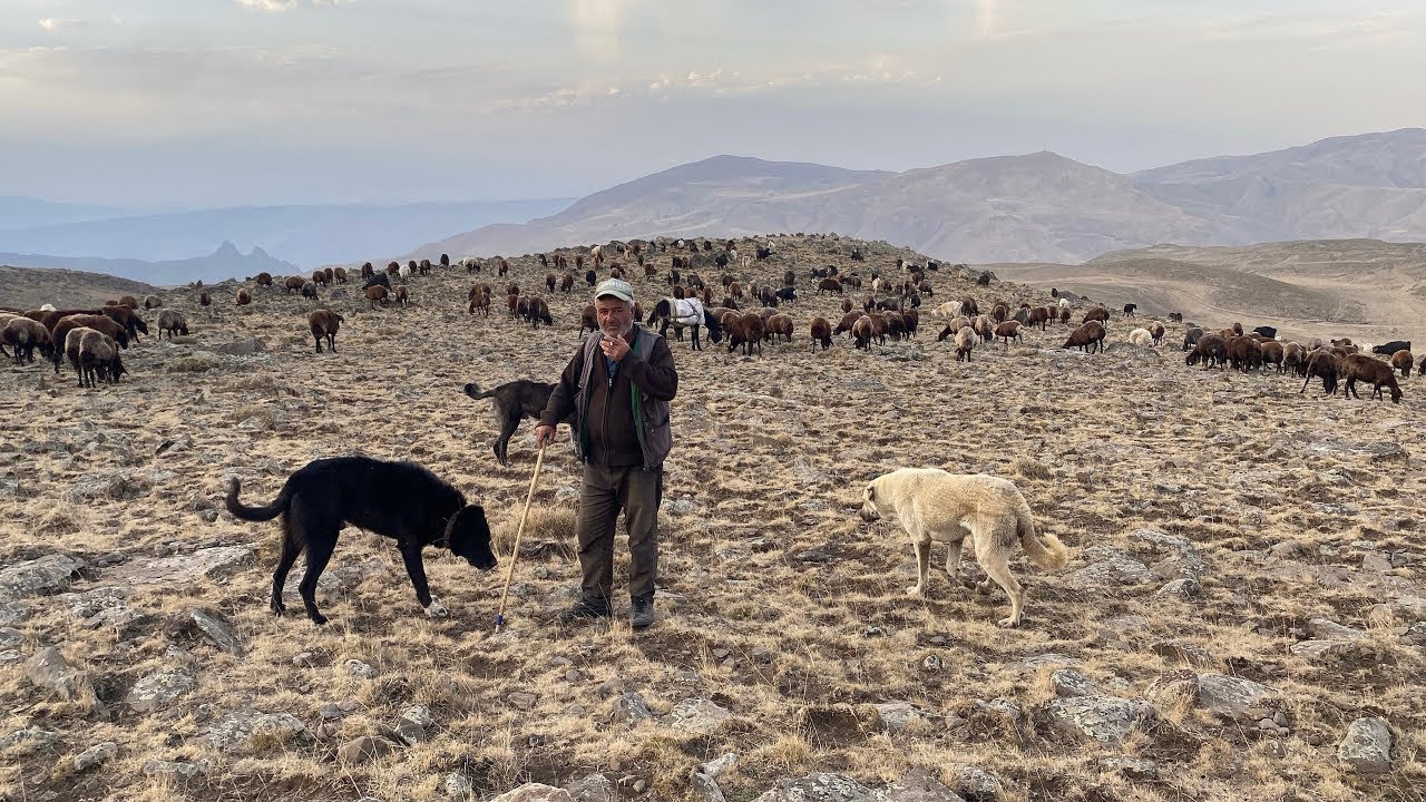 3000 KOYUN 4 KÖPEK 2 ÇOBAN ZORLU HAYAT ŞARTLARINDA DAĞLARDA.