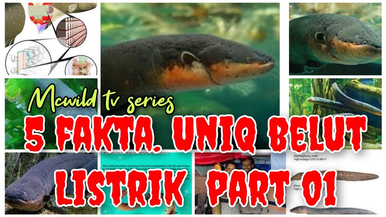 5  Fakta unik belut listrik viral
