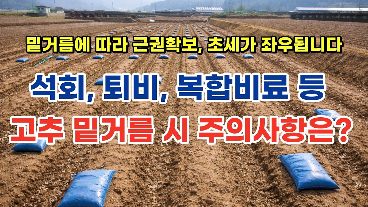 고추 밑거름 석회, 퇴비, 비료 사용 시 주의사항!!