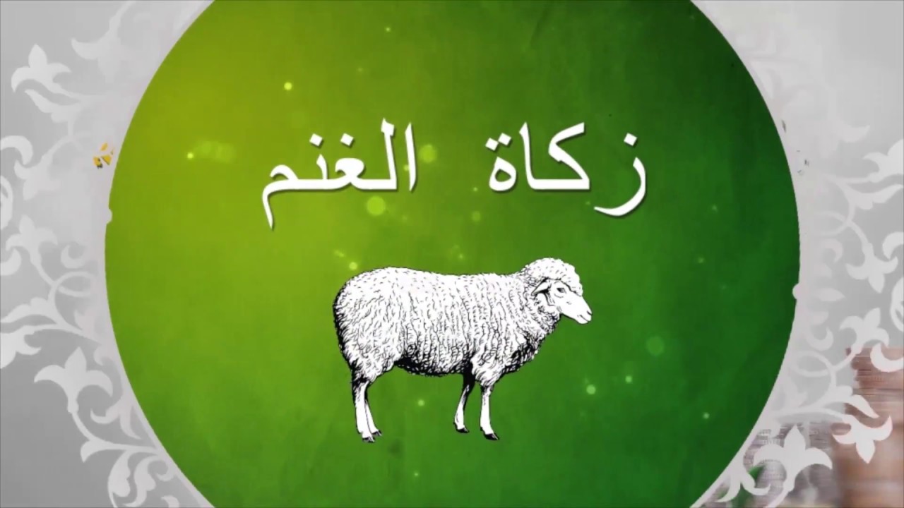 7- زكاة الغنم