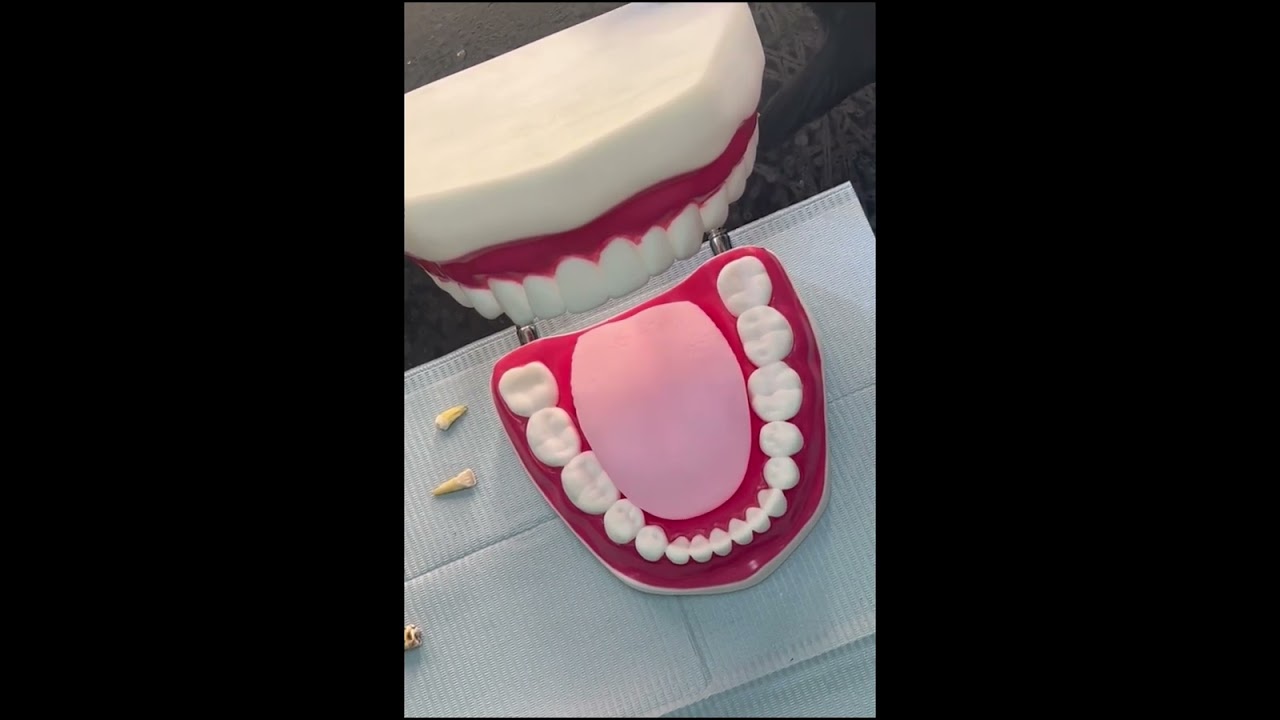 Introduction to dental anatomy practical section 1