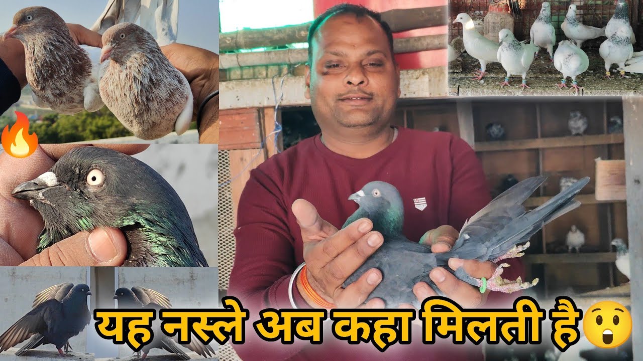 Virender bhai ke Nayab jodo vale kabutaro ka shok😲| Lucknow ki kabootar bazi🤩