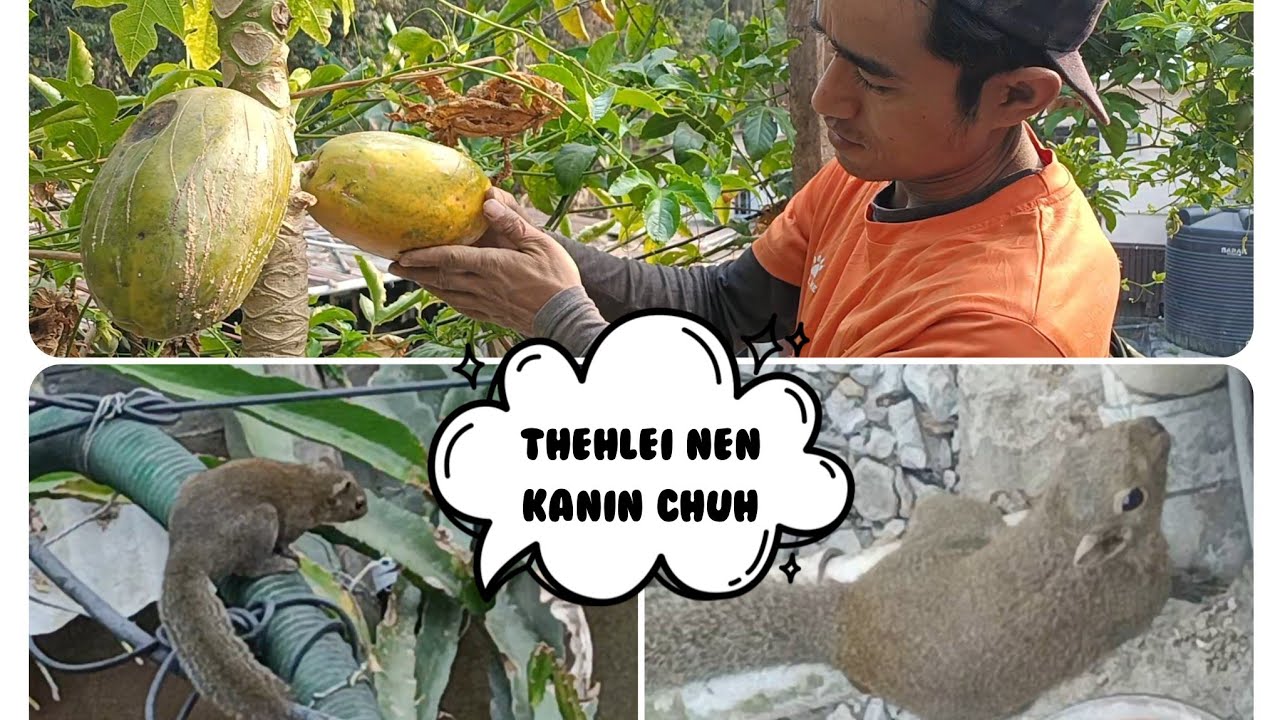  THEHLEI  IN NUHNUN    A PU NAWLH MAI.