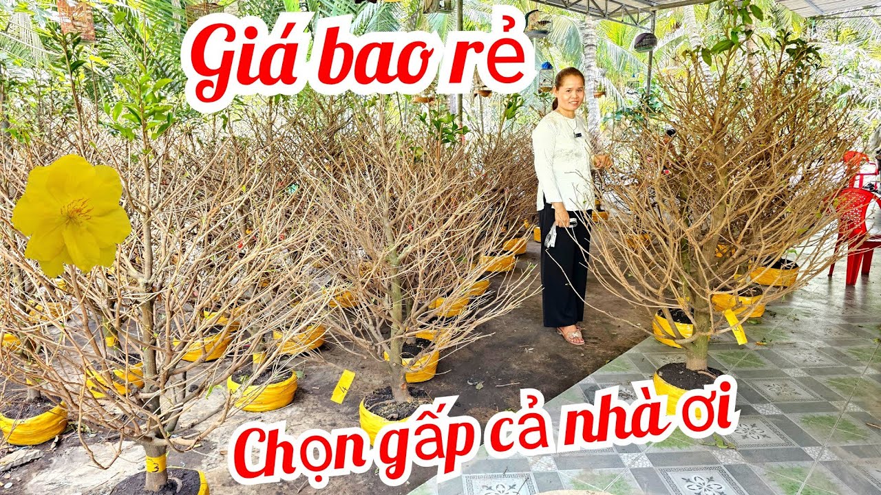 Tuyết Minh 📲O36878364O mai giảo Thủ Đức giá rẻ 2/3 Chợ Gạo (@MaivàngQuêdừa)