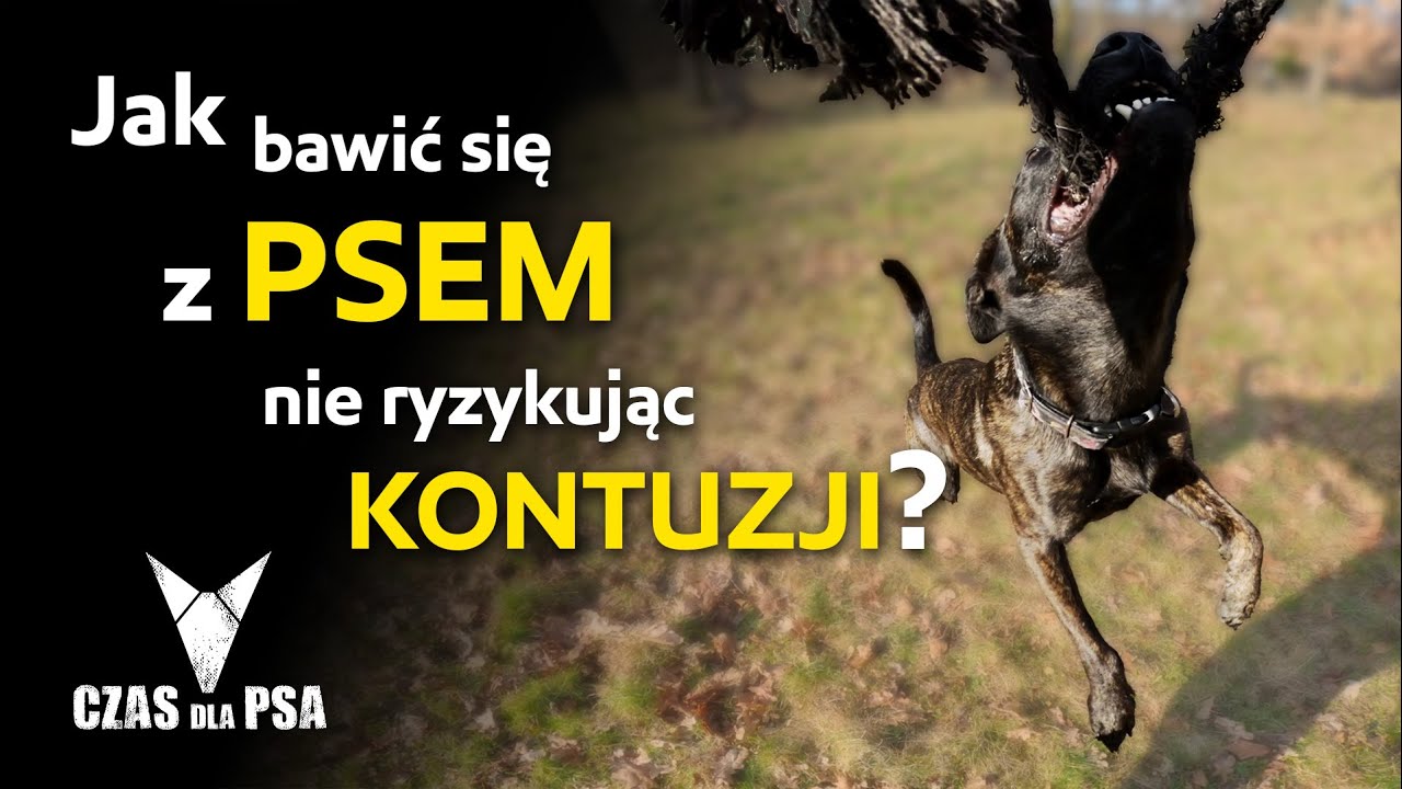 Jak bawię się ze swoim psem szarpakiem
