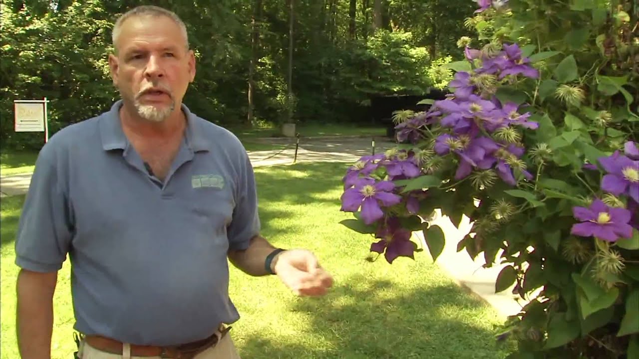 How to Prune Clematis