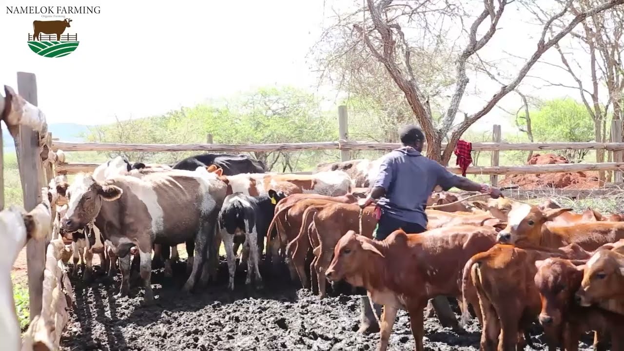 CALVES WASHING AND FEEDING 2