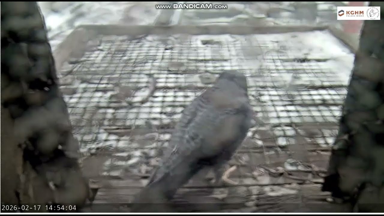KGHM Głogów PL-New male has been guarding nest platform forlong, he has already settled in-202602171