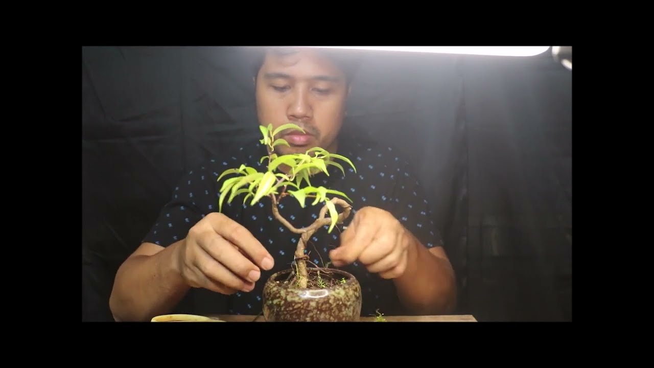 Realigning Ficus Benjamina Mame Bonsai