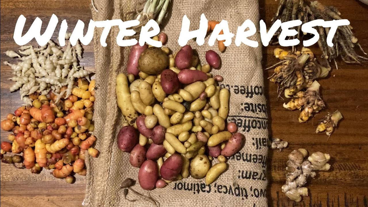 Harvesting Chinese Artichoke, Harvesting Turmeric, Harvesting Ginger, Harvesting Oca