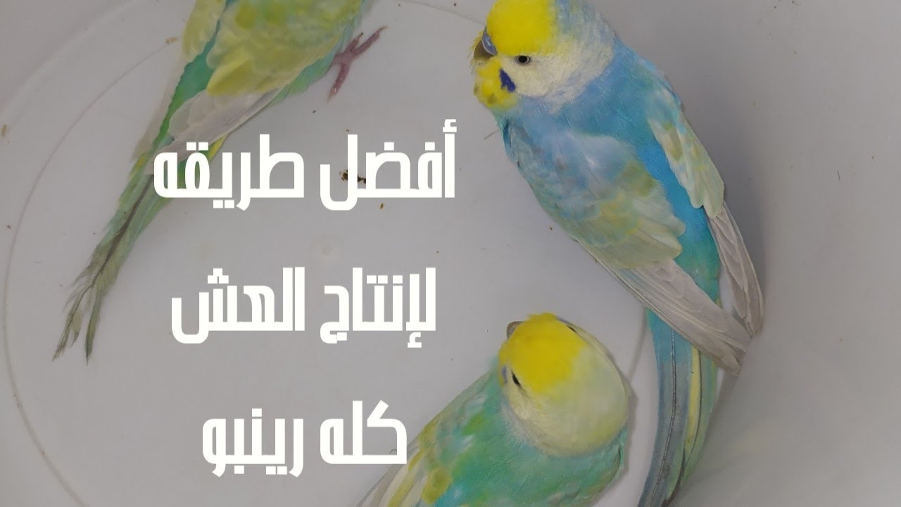 أفضل طريقه لإنتاج العش كله رينبو