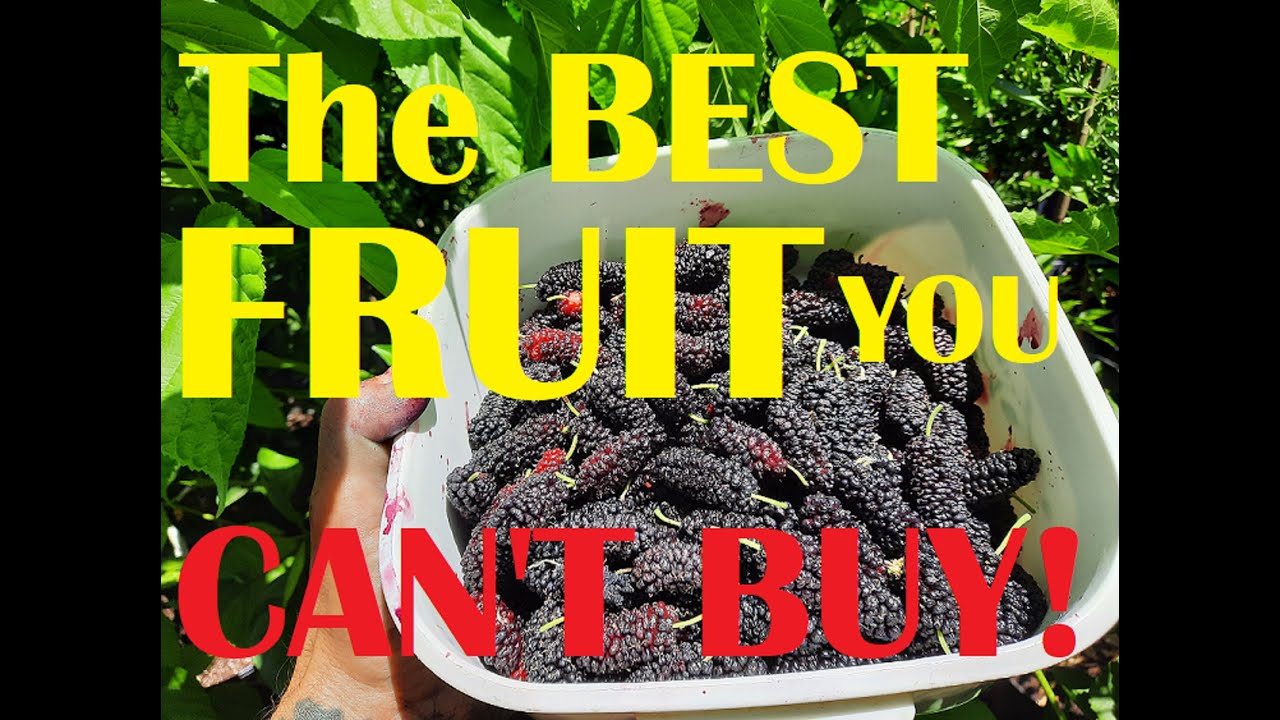Mulberry trees! The number 1 Fruit tree for building a food forest and microclimate! 10 lbs a day!