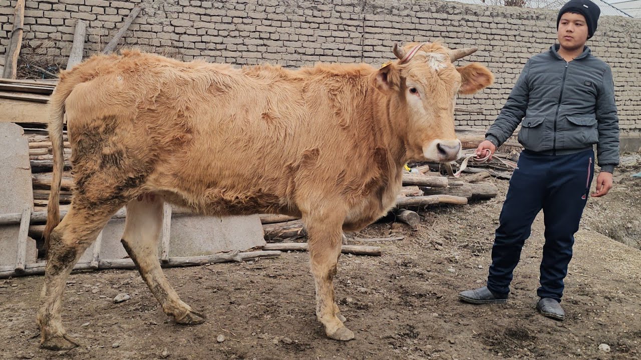 SHVEST QORA OLA YETUK BO‘G‘OZLAR🔥 SARDOR AKADA ARZONLARI SHOSHILAMIZ🔥