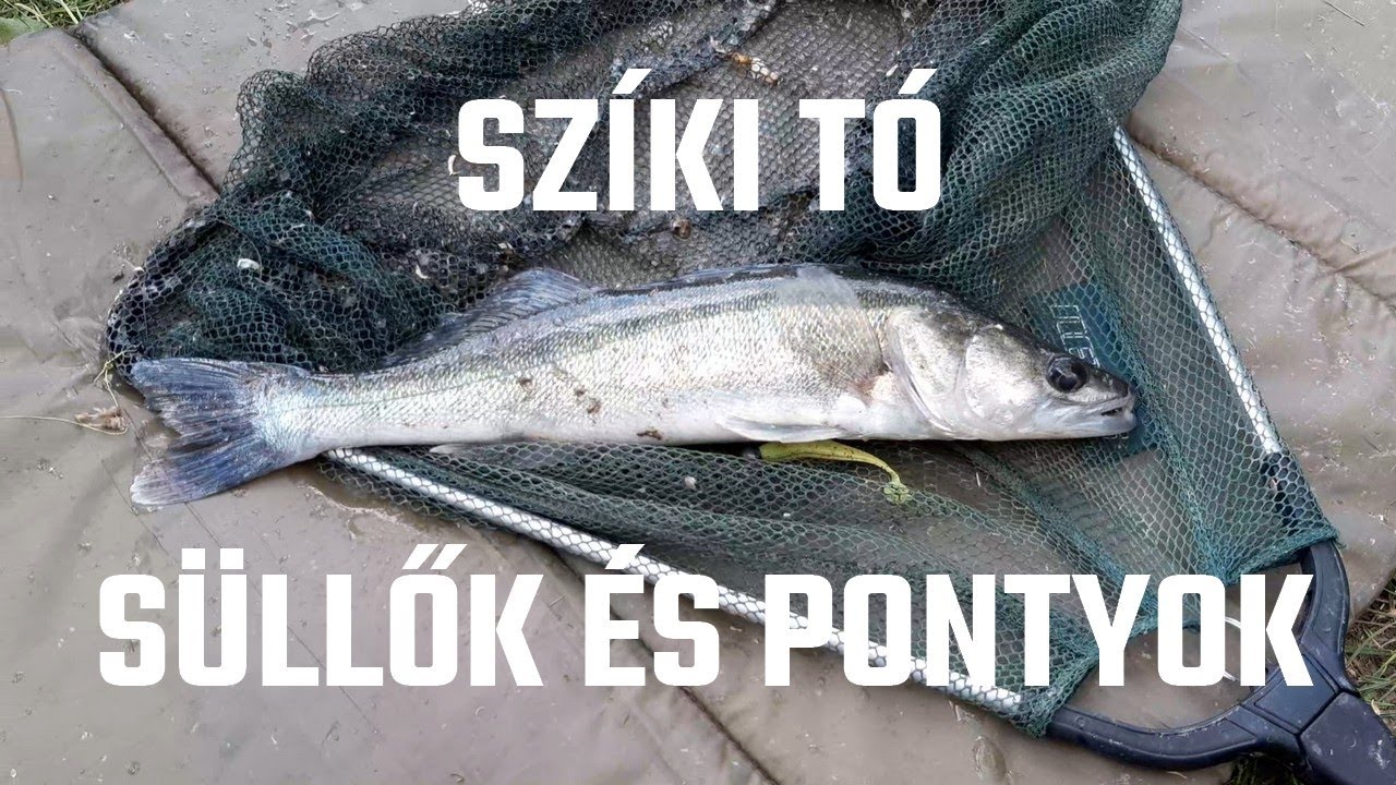 Szíki tó 2. rész - Egy süllős nap + Szerelék tipp | Süllő pergetés és ponty horgászat