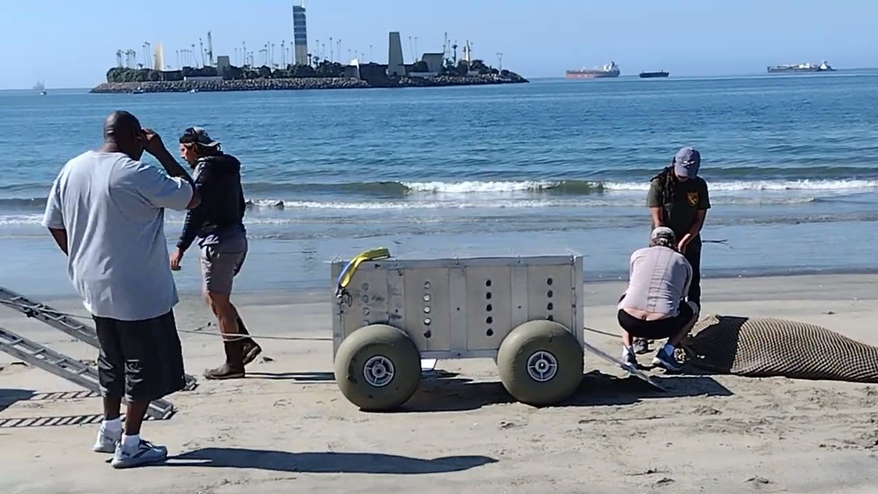 Rescuing Sea Lion the 
