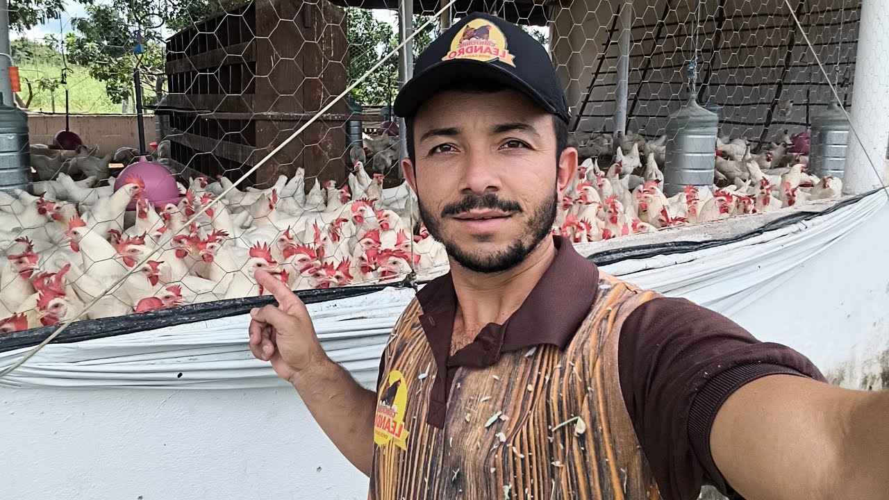 Rotina diária Cuidando de mais de 4.500 Galinhas Poedeiras.🥚🐓