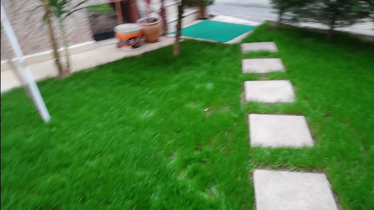 Yemyeşil Çim Nasıl Yetiştirilir