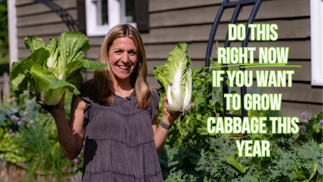 How to Grow Napa Cabbage from Seed to Harvest