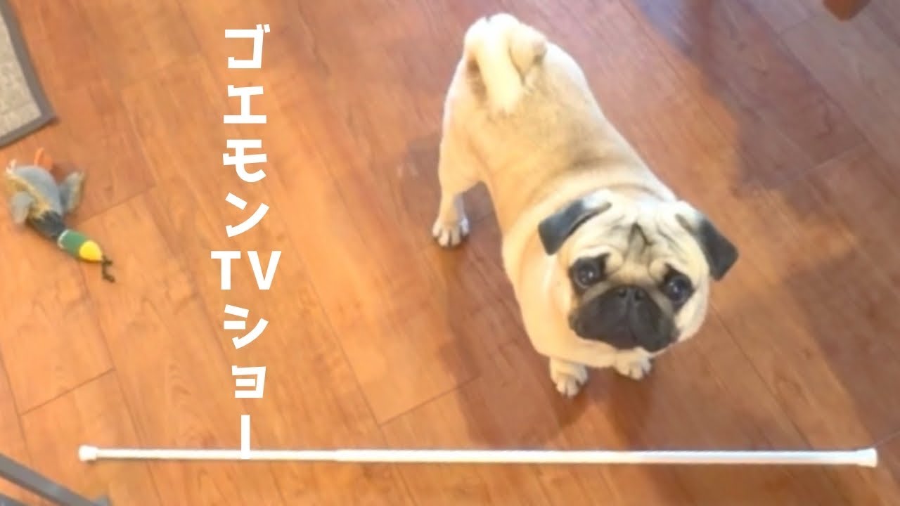 【パグ】ブサかわいい！ただ突っ張り棒を置いただけなのに…立ち止まった　It’s Just a Rod on the Floor… But This Pug Refuses to Cross It