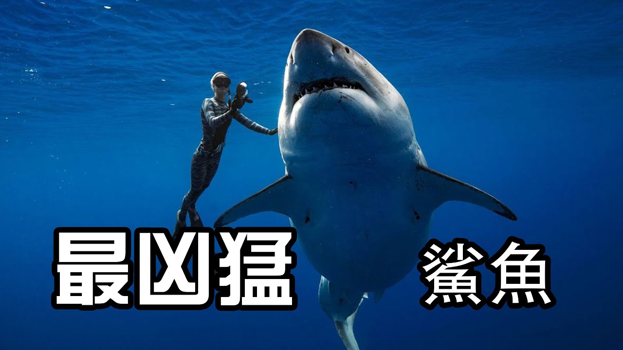 世界上最凶猛的10種鯊魚，到底哪種鯊魚吃人最多  | TOP觀天下