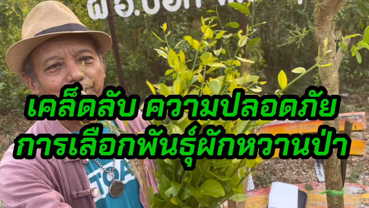 เคล็ดลับและความปลอดภัยในการเลือกพันธุ์ผักหวานป่า