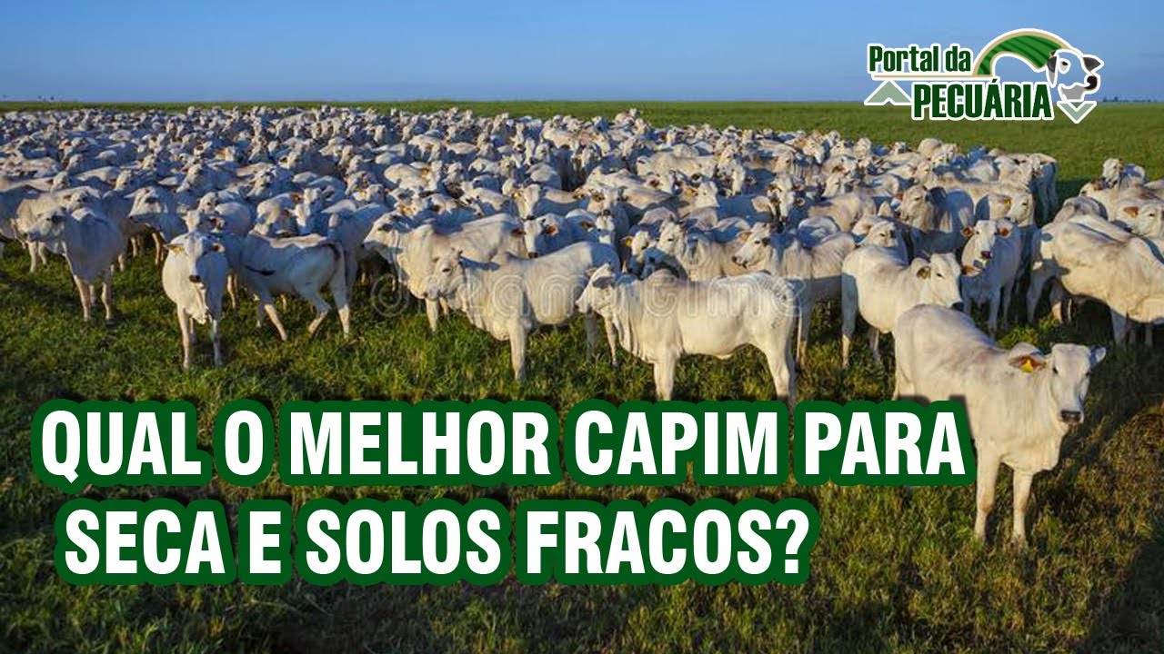 Qual o melhor capim para seca e solos fracos?