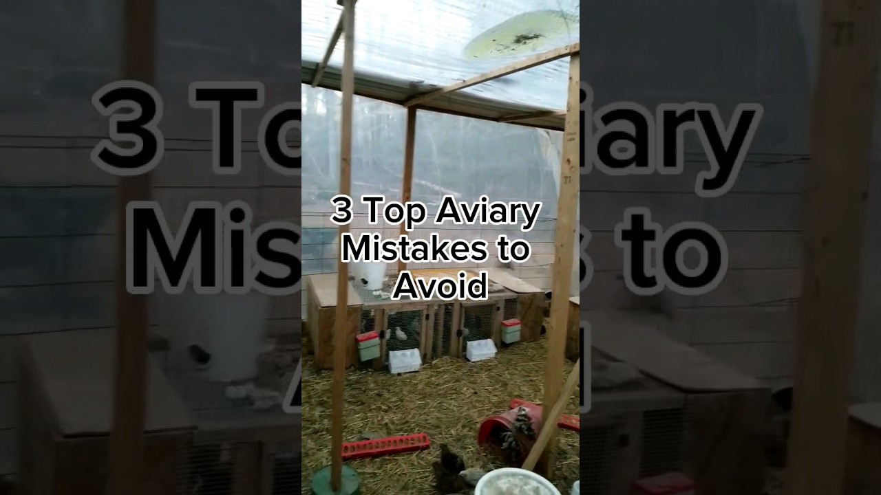 What Not to Do When Building a Quail Aviary #shorts #aviary #quail #farming