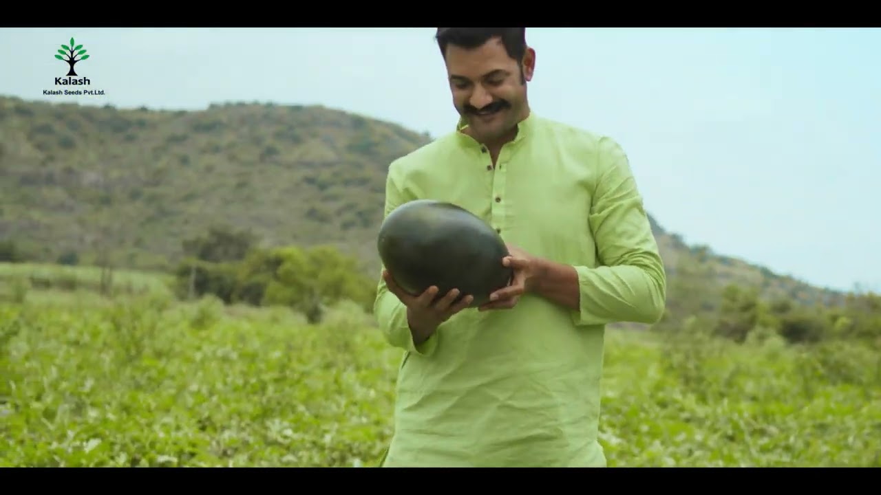 Kalash Seeds Watermelon Melody