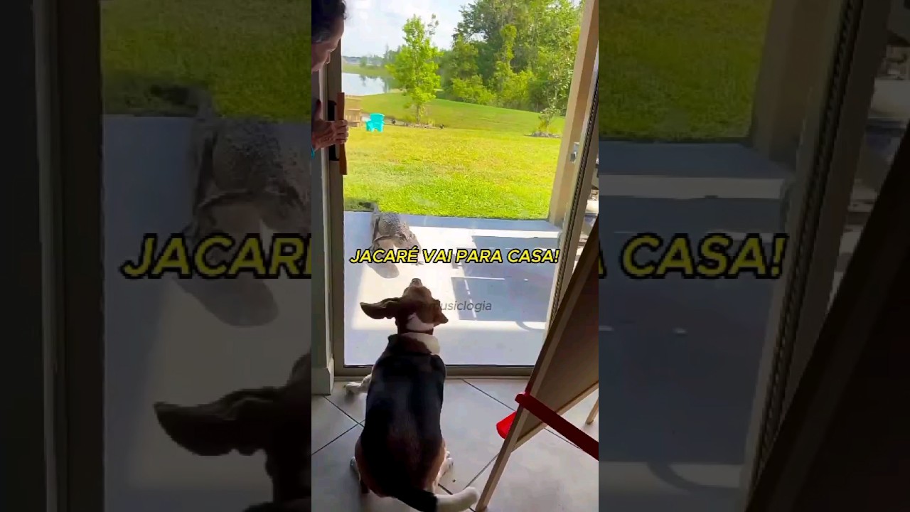 Jacar&eacute; vai pra casa #fyp #memes