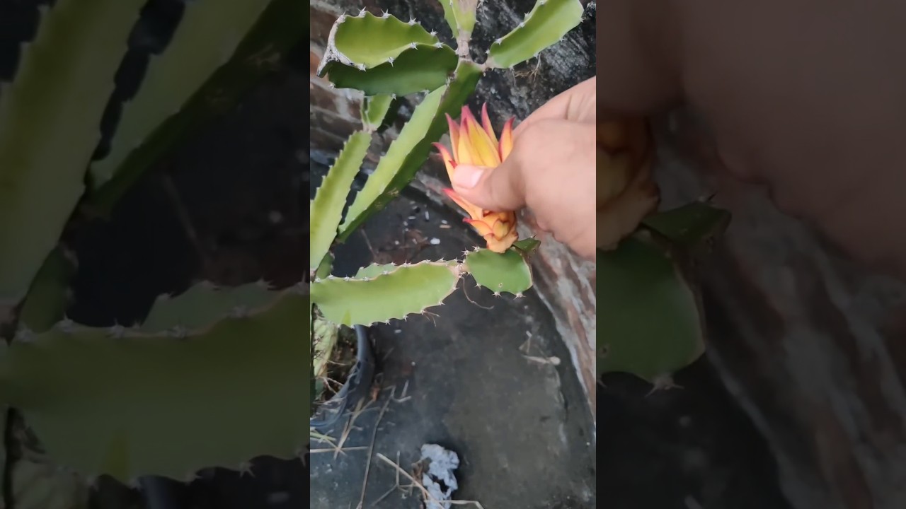 Trimm : Beast 🍑 Dragon fruit flower 😭#shorts #gardeningtips #smartfarming