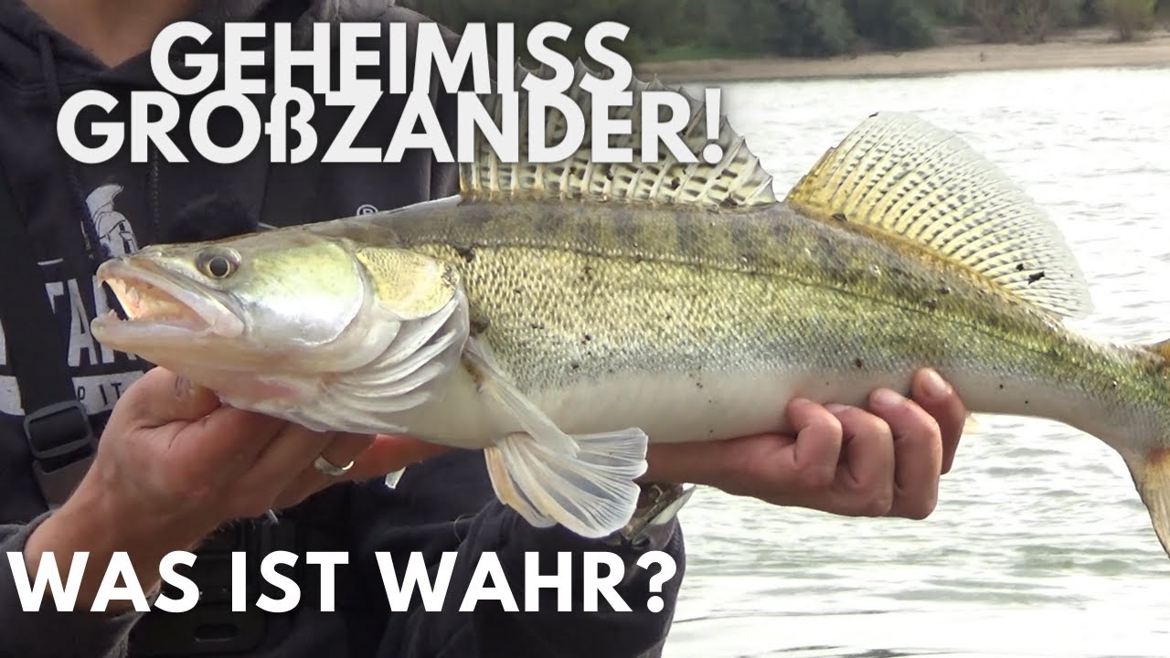 Auf große Zander am Rhein - alles was du Wissen musst - Gummifischangeln effektiv gestalten