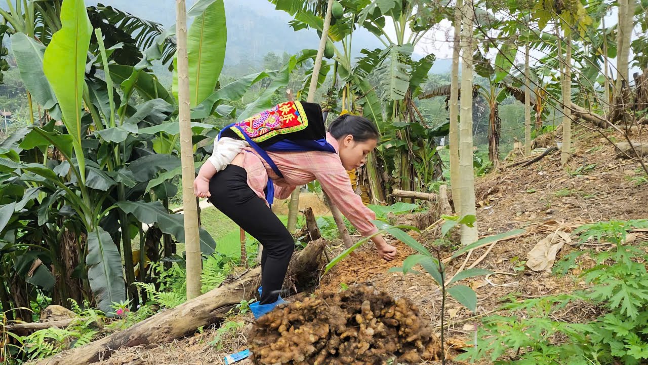 Ginger harvesting - Digging pond, laying down tarp,releasing ducks into the pond |Life single mother